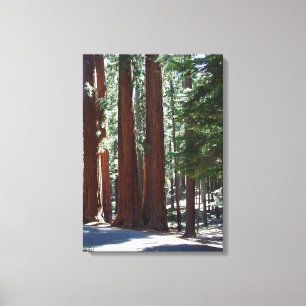 Redwood Forest Sequoia Träd Wall Art Canvastryck