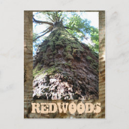 Redwood Giant Vykort