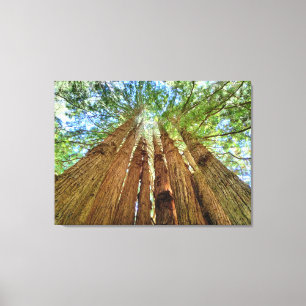 Redwood Grove Canvastryck