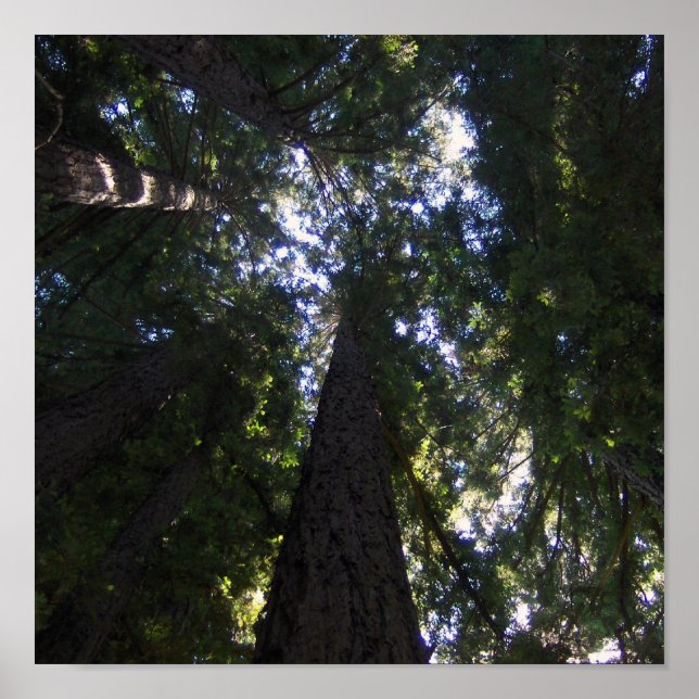 Redwood Grove Poster (Framsidan)