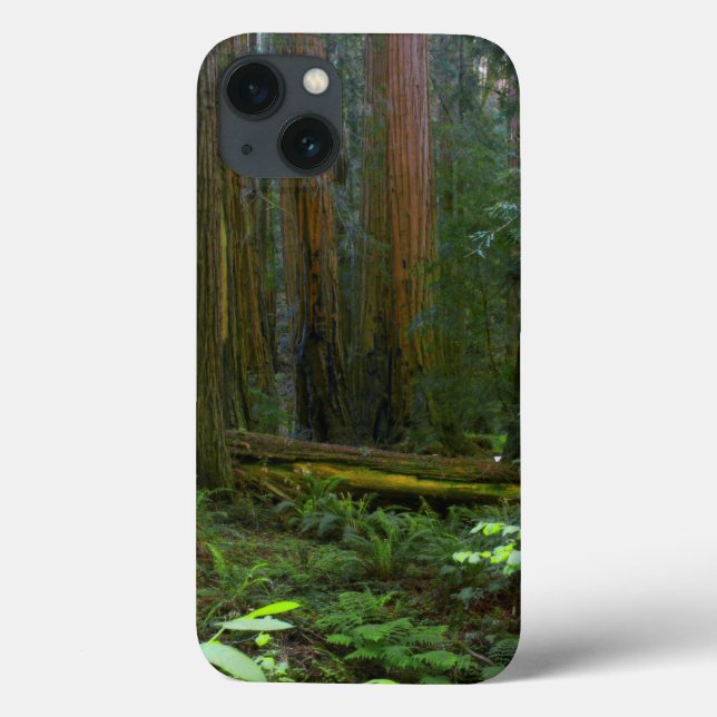 Redwood i nationalparken Muir Skogen (Baksida)