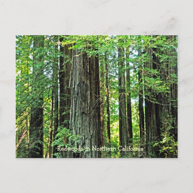 Redwood i Northern CA Postcard Vykort (Framsida)