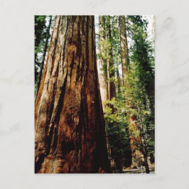 Redwood i Yosemite Vykort