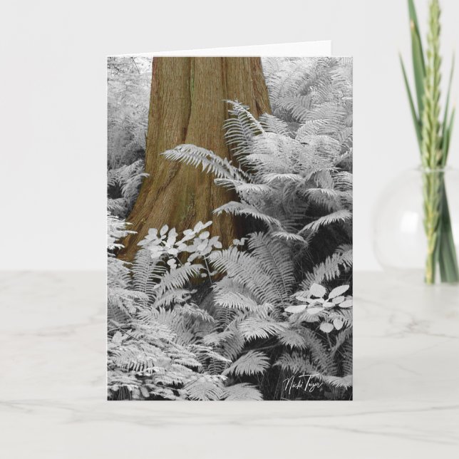 Redwood & Infrborn Ferns notecard Tack Kort (Framsida)