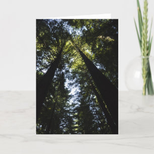 Redwood Kort