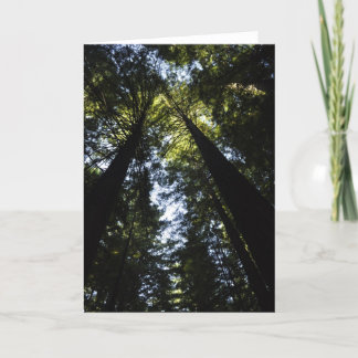 Redwood Kort