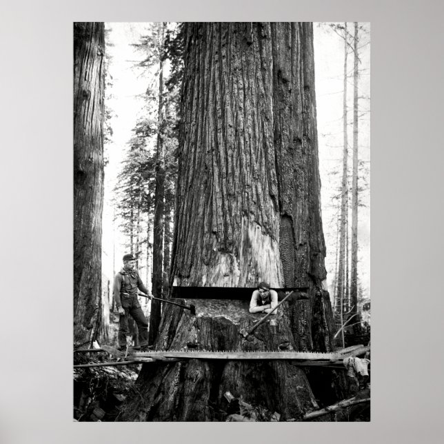 REDWOOD LUMBERJACKS c. 1887 Poster (Framsidan)