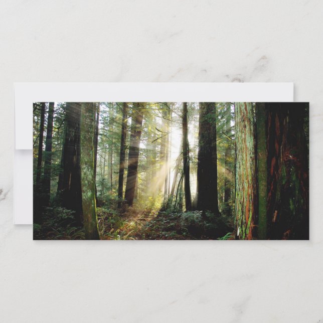 Redwood Morgon (Framsida)