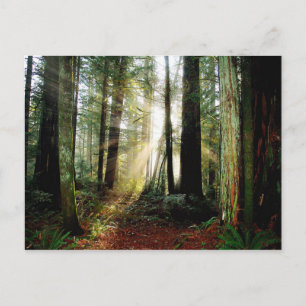 Redwood Morgon Vykort
