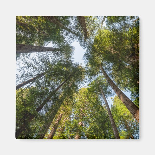 Redwood National and State Parker, Kalifornien Magnet (Framsidan)