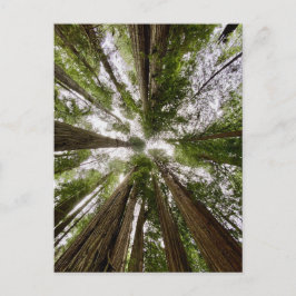 Redwood National and State Parker, Kalifornien Vykort