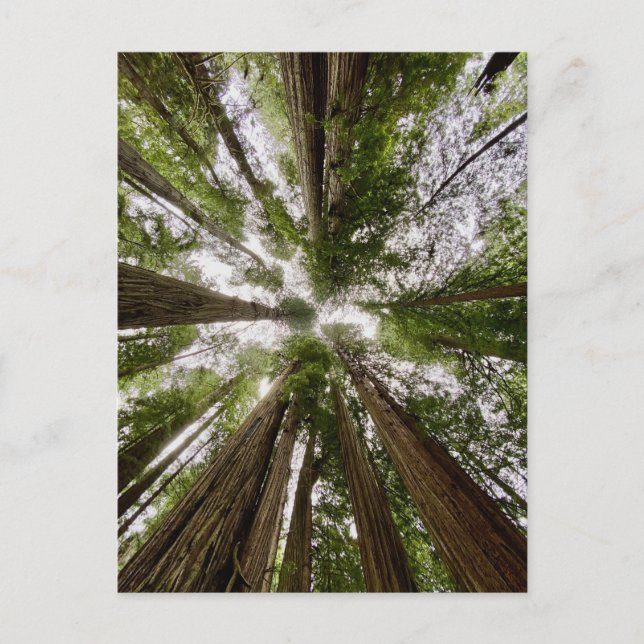 Redwood National and State Parker, Kalifornien Vykort (Framsida)
