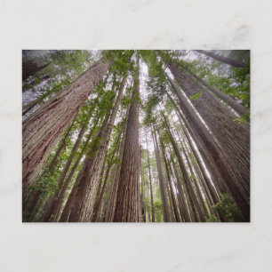 Redwood National and State Parker, Kalifornien Vykort