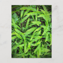 Redwood National and State Parker, Kalifornien Vykort