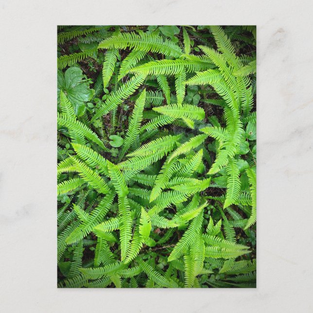 Redwood National and State Parker, Kalifornien Vykort (Framsida)