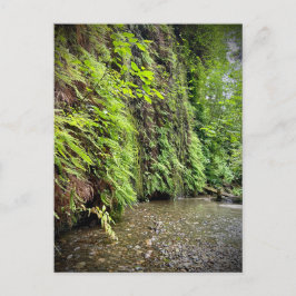 Redwood National and State Parker, Kalifornien Vykort