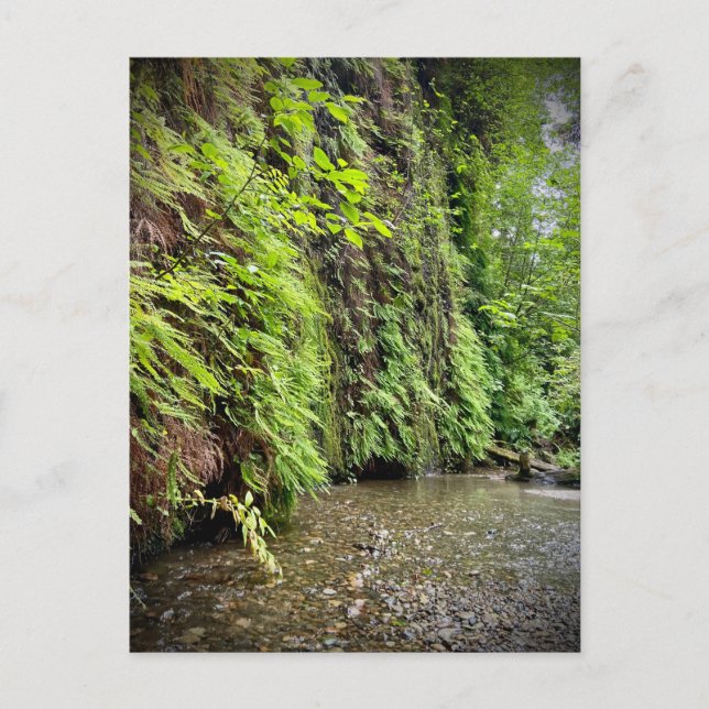 Redwood National and State Parker, Kalifornien Vykort (Framsida)