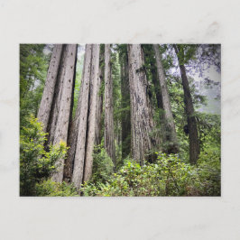 Redwood National and State Parker, Kalifornien Vykort