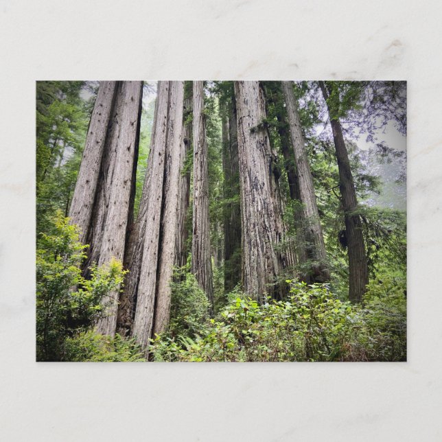 Redwood National and State Parker, Kalifornien Vykort (Framsida)