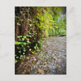 Redwood National and State Parker, Kalifornien Vykort