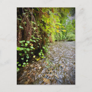 Redwood National and State Parker, Kalifornien Vykort