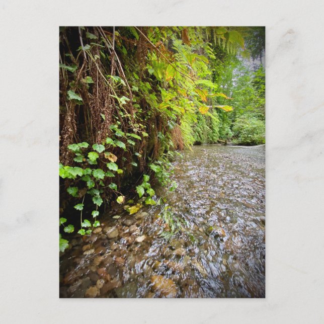 Redwood National and State Parker, Kalifornien Vykort (Framsida)