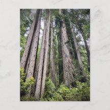 Redwood National and State Parker, Kalifornien