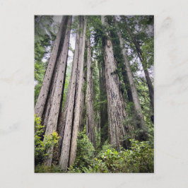 Redwood National and State Parker, Kalifornien Vykort