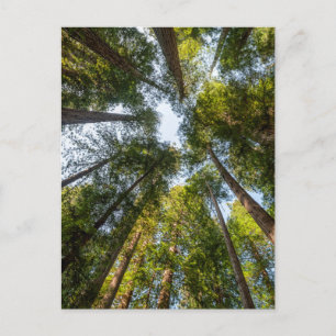 Redwood National and State Parks, Kalifornien Vykort