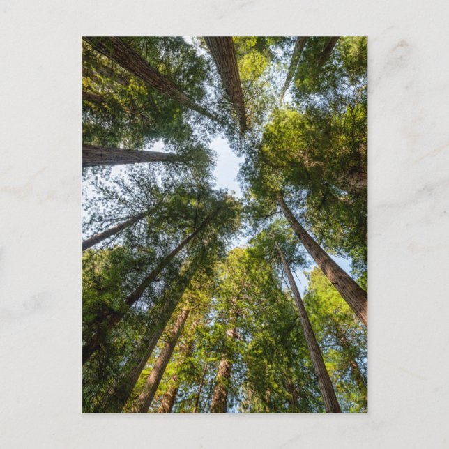 Redwood National and State Parks, Kalifornien Vykort (Framsida)