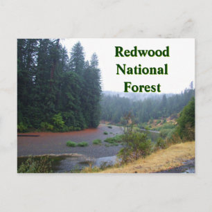 Redwood National Forest Vykort