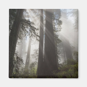 Redwood National Park Kalifornien Magnet