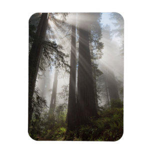 Redwood National Park Kalifornien Magnet