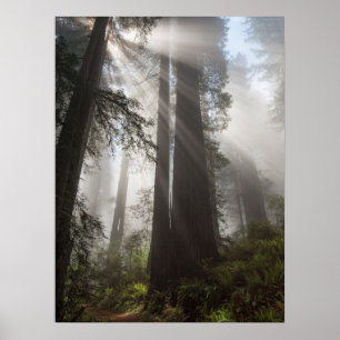 Redwood National Park Kalifornien Poster