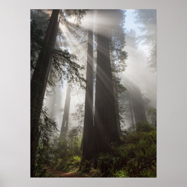 Redwood National Park Kalifornien Poster (Framsidan)