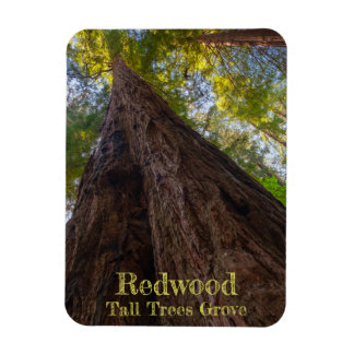 Redwood National Park Tall Träd Grove Leta upp Magnet