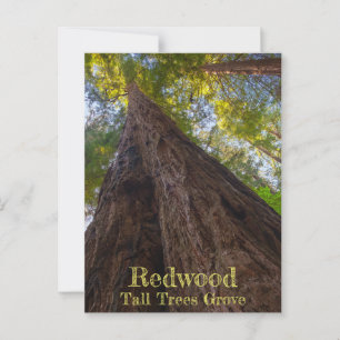 Redwood National Park Tall Träd Grove Leta upp Vykort