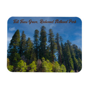 Redwood National Park Tall Träd Grove Magnet