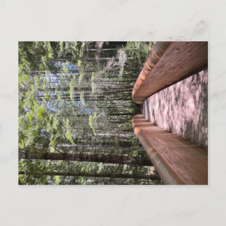 Redwood National Park-vykort Vykort