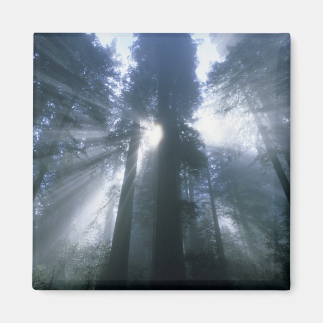 Redwood nationalpark, Del Norte County, dimmig Magnet (Framsidan)