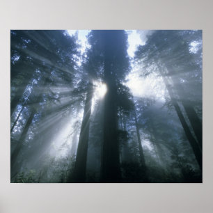 Redwood Nationalpark, Del Norte County, dimmig Poster