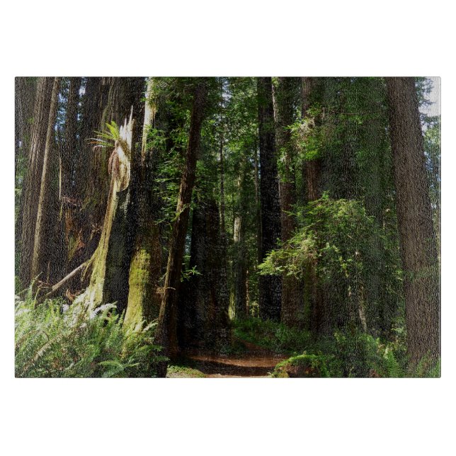 Redwood och Ferns i Redwood National Park (Framsidan)