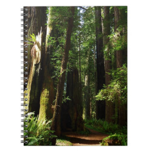 Redwood och Ferns i Redwood National Park Anteckningsbok