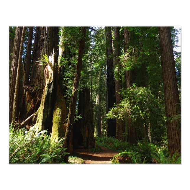 Redwood och Ferns i Redwood National Park Fototryck (Framsidan)