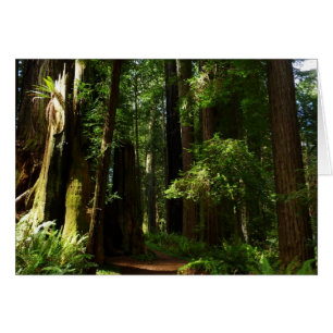 Redwood och Ferns i Redwood National Park Hälsningskort