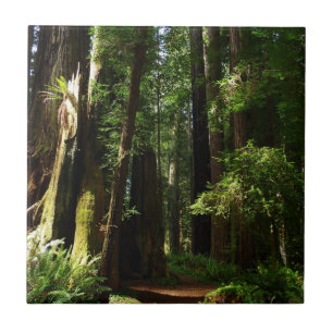Redwood och Ferns i Redwood National Park Kakelplatta