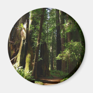 Redwood och Ferns i Redwood National Park Magnet