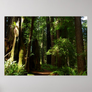 Redwood och Ferns i Redwood National Park Poster