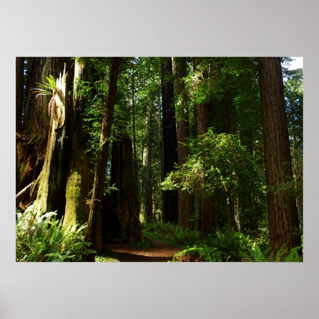 Redwood och Ferns i Redwood National Park Poster (Framsidan)