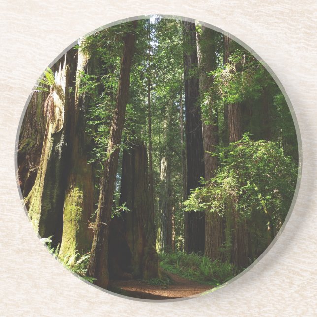 Redwood och Ferns i Redwood National Park Underlägg (Framsidan)